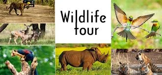 wildlife tour