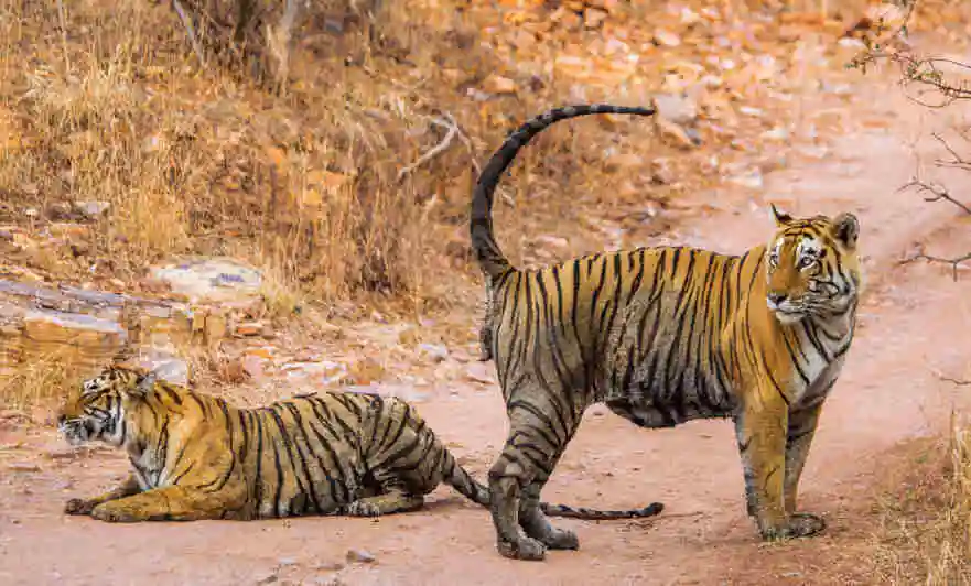 Golden Triangle with Tiger Safari 4N 5D Agra Ranthambore Jaipur
