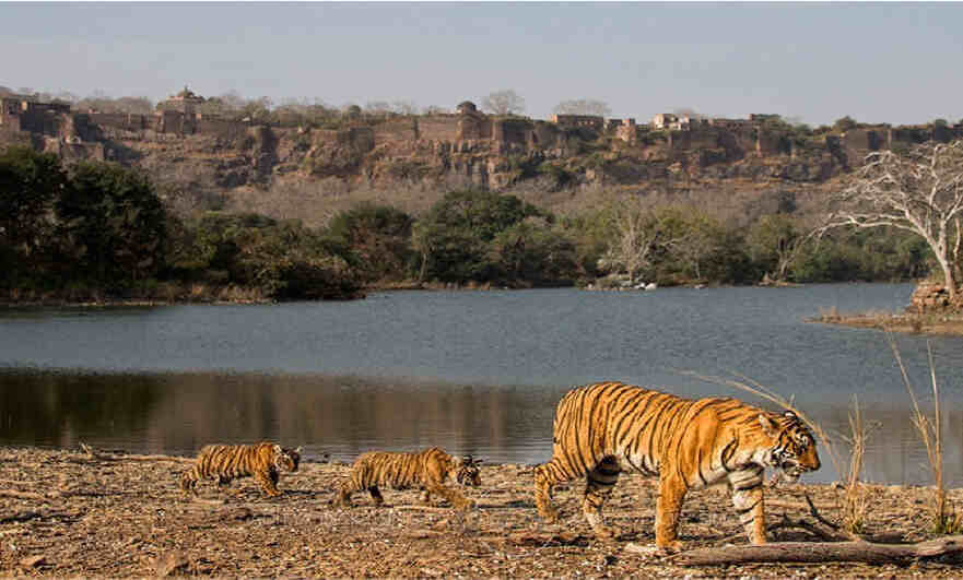 Golden Triangle with Tiger Safari 5N 6D Delhi Agra Ranthambore Jaipur