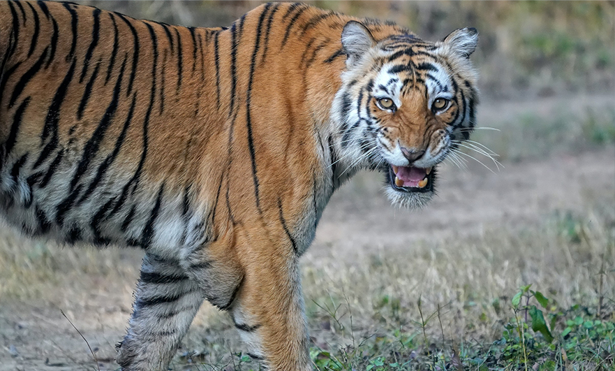 Ganga Darshan with mussoorie Corbett Nainital Ranikhet 9N 10D Package