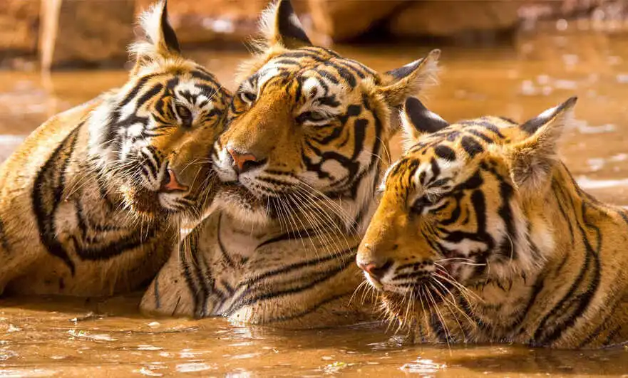 Jaipur Ranthambore 3N 4D Taxi Package